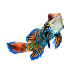 102 best dream reef