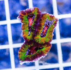 322 best lps corals