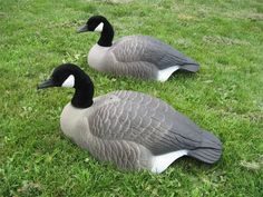 canada goose k鴅 online canada goose k鴅 online