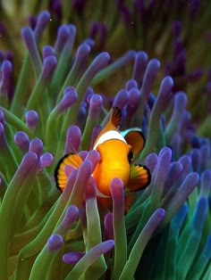 707 best clownfish images