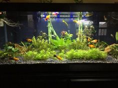 11 best aquarium plants