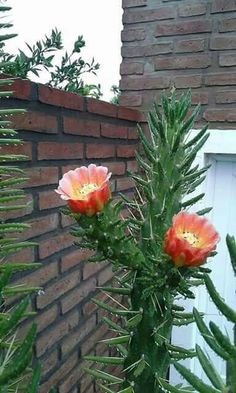 1745 best cacti plants
