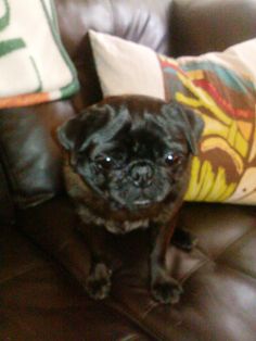 indiana pug rescue happy birthday 6 years happy birthday indiana pug rescue happy birthday 6 years happy birthday