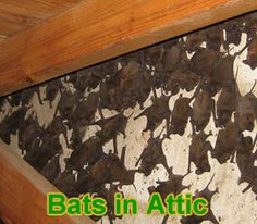 4584 best bats in my belfry bats images in 2019 fruit bat baby bats in the attic