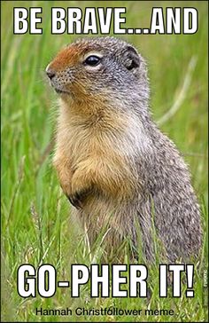 ground hog day funny! thats funny pinterest ground hog b5acdd83bb12c464bf9d28e107a8fec6 sentences cosplay ground hog day funny! thats funny pinterest ground hog,Funny Groundhog Meme