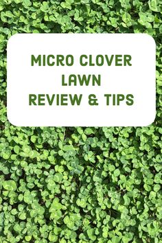 ECO LAWN WITH MICRO CLOVER GRASS SEED LOW MAINTENANCE DROUGHT RESISTANT 2 kg