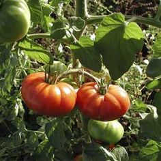 Nouveau 100pcs GRAINES SEULEMENT sac de patate douce flores l/égumes frais fruit et fournitures de jardin potager bonsa/ï pour jardin maison rouge