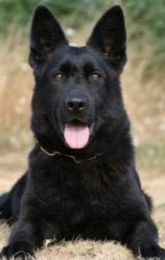 duke-girl-gets-fucked-by-german-shepard-videos-pornos-of-facking
