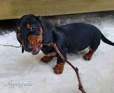 Perros Salchicha