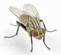 How To Get Rid Of Horse Flies Naturally How To Get Rid Of Horse Flies Naturally