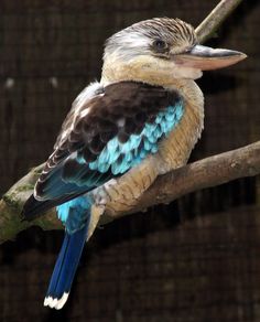 NEW LARGE SQUARE BIRD MAGNET KINGFISHER