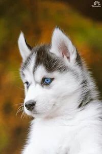 Reddish Brown Siberian Husky Brown Siberian Husky Husky Dog