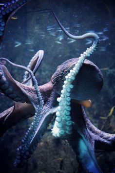 198 best squid images