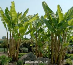 128 Best Cold Hardy Tropical Plants Images On Pinterest In 2018 Fiber Banana Zone 5 11 Needs Water Yellow Flowers Be Careful