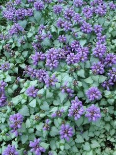Lamium Maculatum White Nancy Spotted Dead Nettle Lamium Purple Dragon Deadnettle From Prides Corner Farms