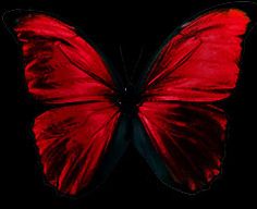 501 Best Black Red Images Cute Dresses Couture Black And Red