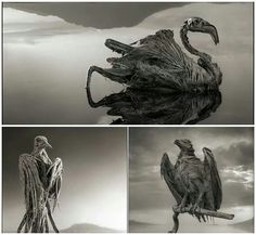 lake natron calcified animals color lake natron calcified animals color