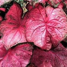 Raspberry Moon Caladiums One Of My Favorites Love The Chartreuse Caladium Munson
