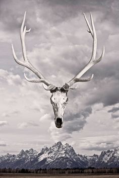 bull elk skull more images elk skull vesting plans pinterest bull elk skull more images elk skull vesting plans pinterest