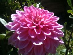 46 Best Favorite Flowers Images On Pinterest Beautiful Flowers From My Street