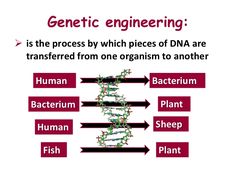 a overview of the development of the genetic engineering Although there are many diverse and complex techniques involved in genetic engineering, its basic principles are reasonably simple there are five major steps in the development of a there are five major steps in the development of a. a overview of the development of the genetic engineering Although there are many diverse and complex techniques involved in genetic engineering, its basic principles are reasonably simple there are five major steps in the development of a there are five major steps in the development of a.