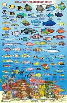 57 best snorkeling images