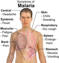 What causes malaria on the lips How to treat this insidious virus What causes malaria on the lips How to treat this insidious virus