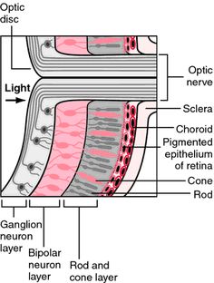 inner retinal layers inner retinal layers