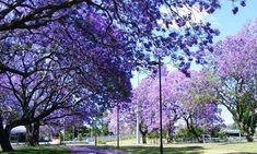 1,95 € Graines Paulownia Elongata 25 graines par sachet 1,95 € Graines Paulownia Elongata 25 graines par sachet