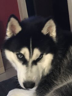 11 Ideas De Cão Husky Siberiano Diseño Del Tatuaje De Lobo Tatuaje De Manada De Lobos Tatuaje De Lobo Y Luna