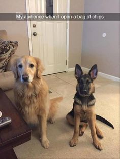 8306 best funny animals