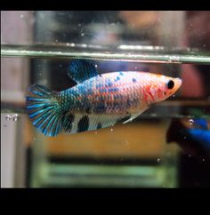 117 best betta fish
