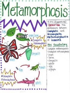 9 best complete and incomplete metamorphosis images venn diagram of complete and incomplete metamorphosis