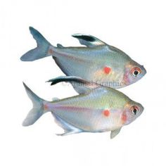 7 best classroom pets