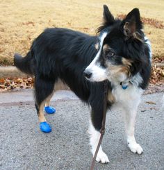 border collie fogyás