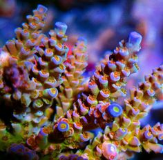 79 best hard coral