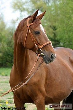 langs horse and pony farm