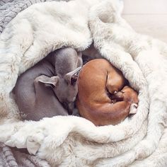 277 Best Snug As A Bug In Rug Images 2018 Adorable Animals Snug As A Bug In Rug Or Two Bugs I Should Say
