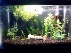 195 best fish images