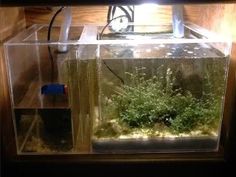 11 best aquarium sumps