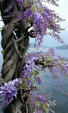 Pinkish purple fragrant WISTERIA FLORIBUNDA California-US 2017 plant SEEDs x10