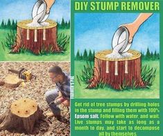 8 Best Removing Tree Stumps Images How To How To Remove Tree Stumps Garden Projects Backyard Drilling Holes Stump