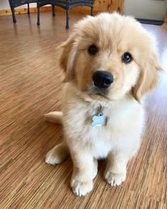 1780 Best Golden Retriever Puppies Images In 2020 1780 Best Golden Retriever Puppies