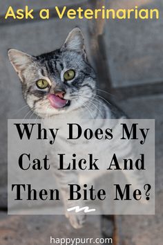 45 Cat Health Tips Ideas Cat Health Cats Health Tips