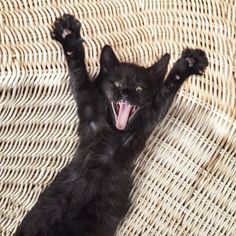dolce ebano nero micio