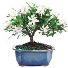 57 Best Plant Delivery Usa Images Bonsai Plants Bonsai Plants Delivery Send Indoor