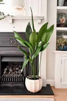 550 Ideas De Jardines Y Plantas En 2021 Plantas Decoracion Plantas Jardines