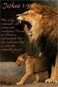 lion lions wings and furry things lion lion pictures animals