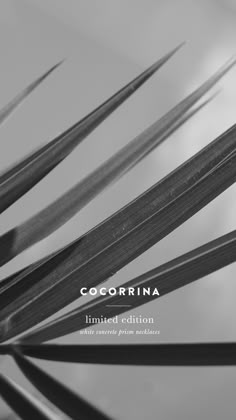 Cocorrina Text Layoutgraphic Cocorrina Text Layoutgraphic