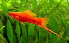 32 best swordtail fish